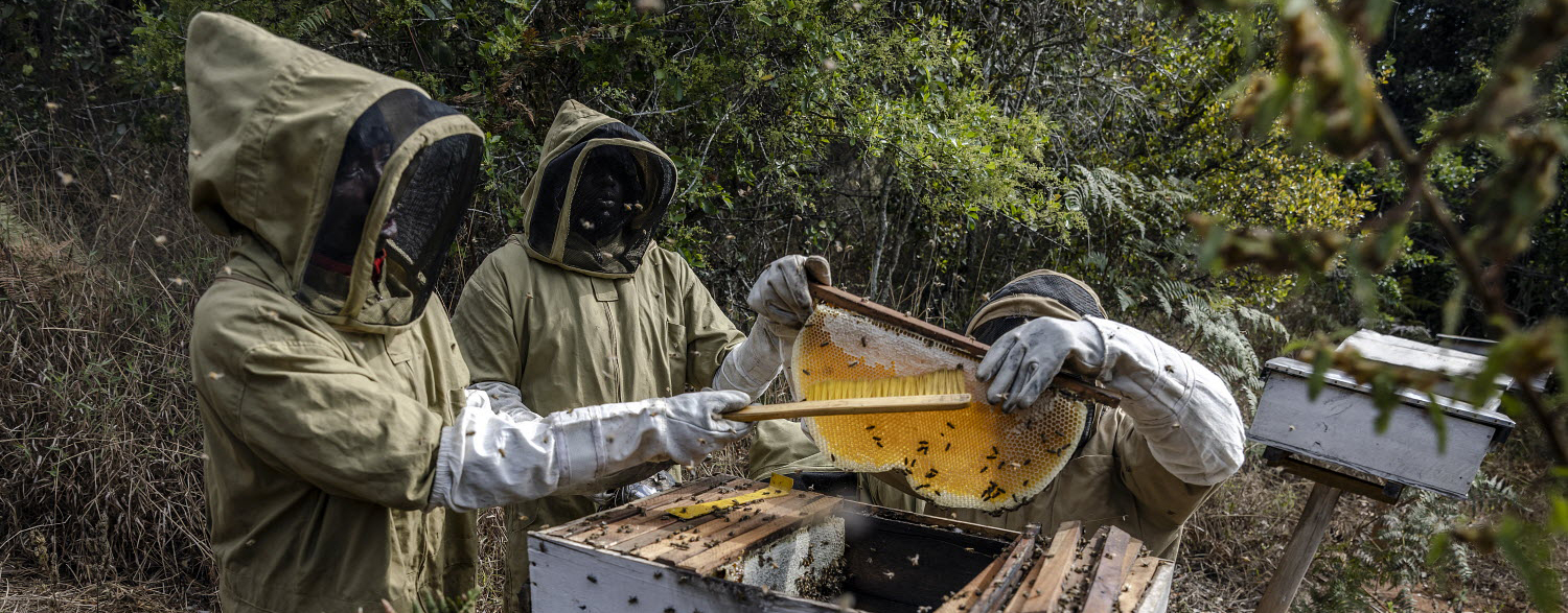 Beekeepers using protective gear harvest honey using modern methods in Mafinga, Tanzania