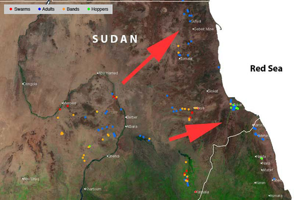 5 November. Desert Locust outbreak in Sudan