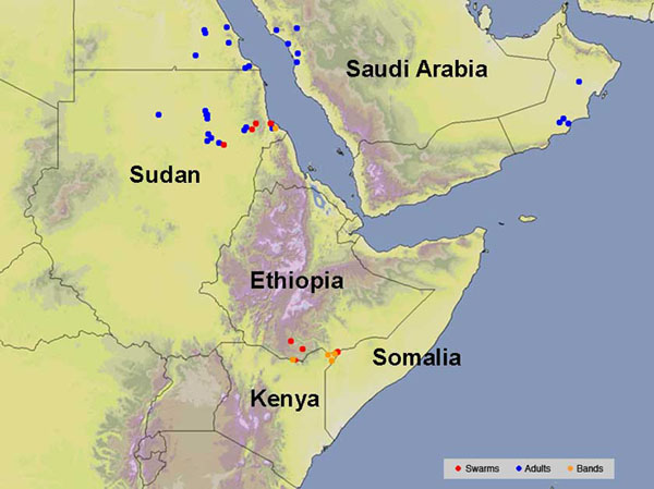11 December. Significant infestations in E. Africa, new reports from Arabia
