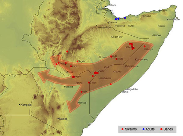3 janvier. Des essaims continuent à se former en Éthiopie et envahissent le Kenya