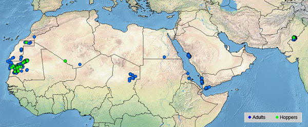 1 décembre. Reproduction en cours dans le Nord-Ouest de la Mauritanie; début de reproduction en Érythrée