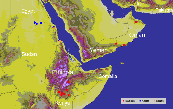 18 février. Essaims de Criquet pèlerin en Oman et au Yémen; persistance en Éthiopie