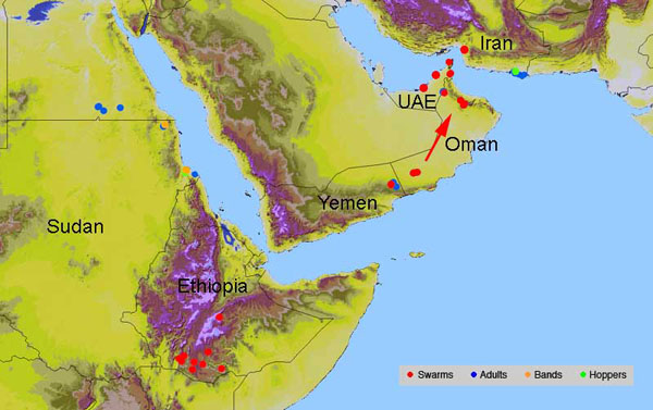 25 février. Essaims de Criquet pèlerin en Oman, aux Émirats arabes unis, en Iran et en Éthiopie
