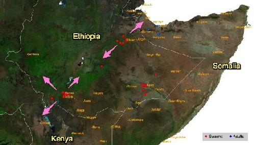30 janvier. Déplacement d’essaims de Criquet pèlerin vers la vallée du Rift, en Éthiopie