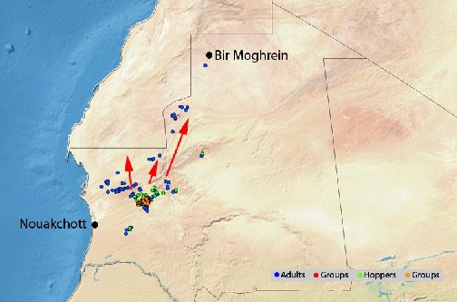 31 décembre. Situation relative au Criquet pèlerin sous contrôle dans le nord-ouest de la Mauritanie