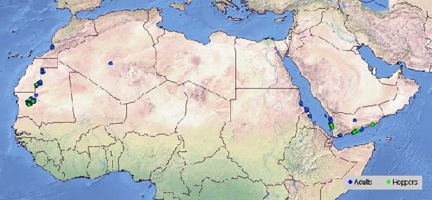 2 March. Limited Desert Locust activity continues in NW Mauritania and along the Red Sea