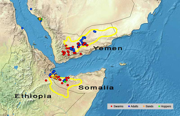 5 May. Desert Locust swarms breed in Yemen