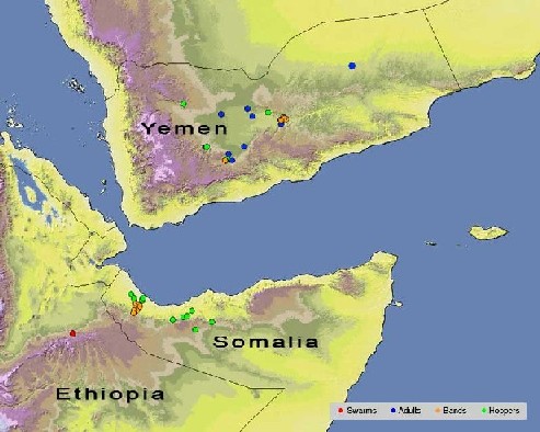 21 May. Eggs hatch and hoppers form bands in Yemen and N. Somalia