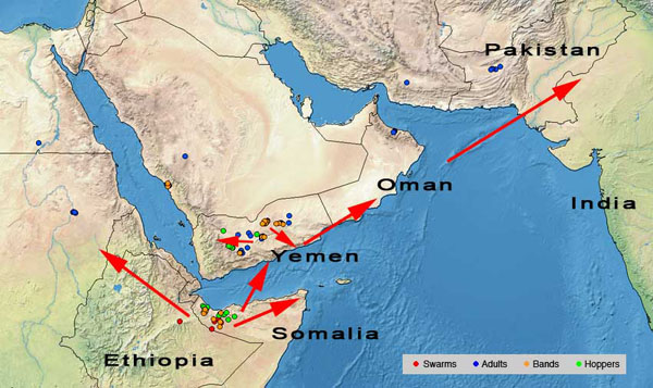 2 June. Swarms form in N. Somalia and threaten the Region