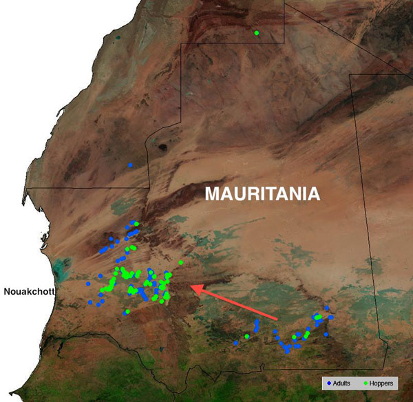 1 October. Locust populations may increase in Mauritania