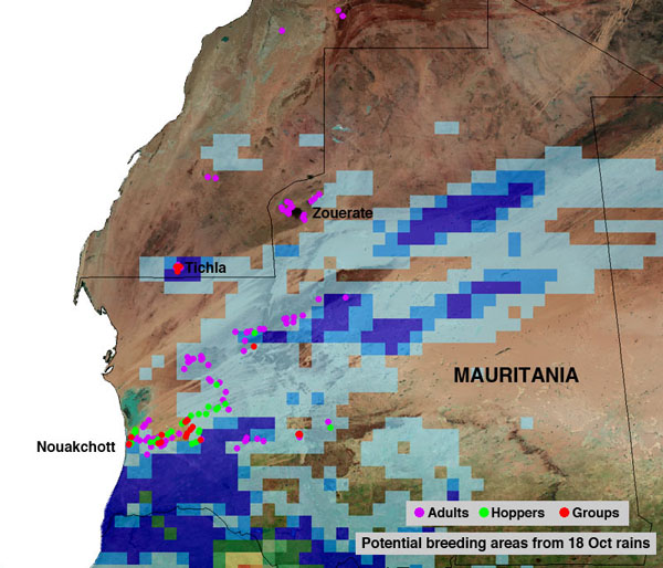 24 November. Desert Locust situation improving in Mauritania