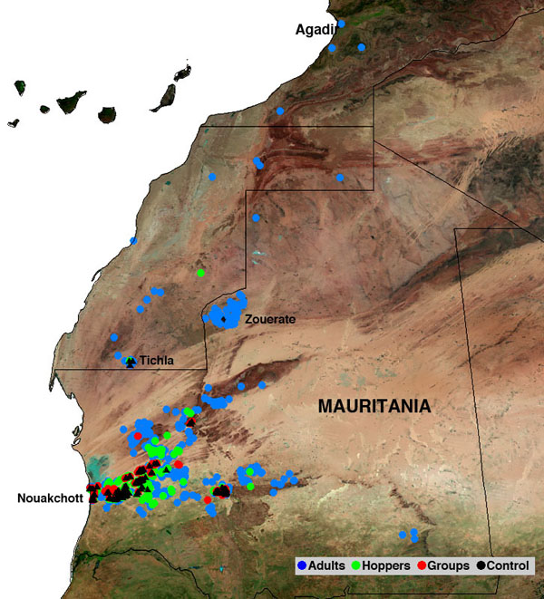 2 December. Desert Locust situation continues to improve in Mauritania