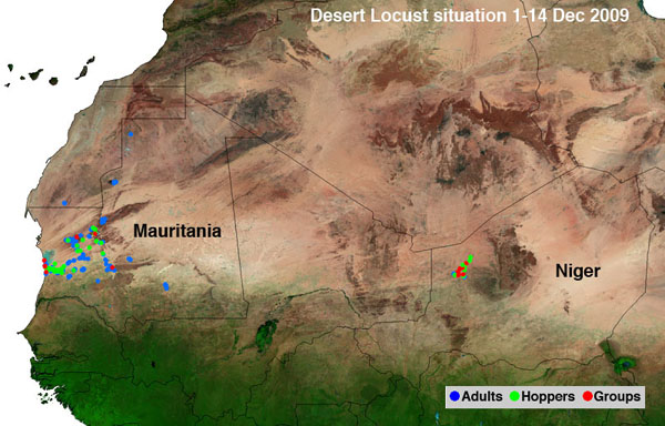 14 December. Locusts concentrating and increasing in density in Niger