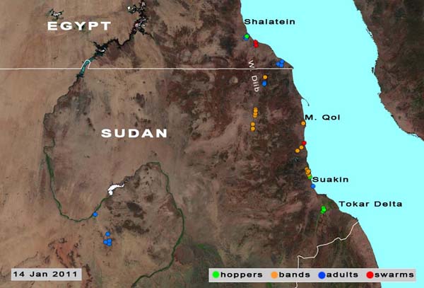 14 January. Aerial and ground control operations in progress on Red Sea coast in Sudan