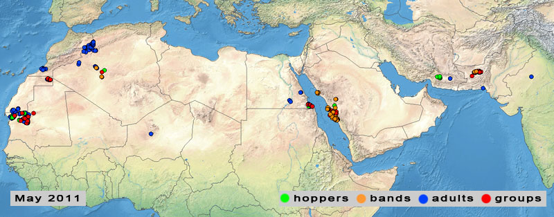 3 June. WARNING! Current Desert Locust infestations on Red Sea coast in Saudi Arabia may threaten Yemen