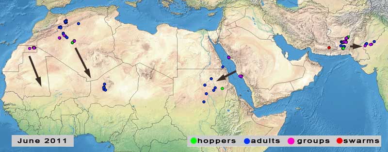 4 July. Desert Locusts start to appear in the summer breeding areas where seasonal rains have commenced