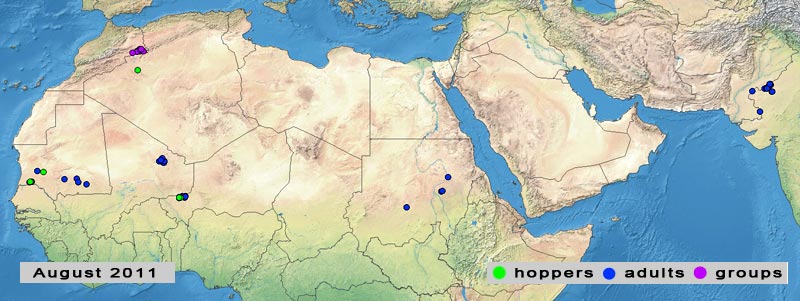 2 septembre. Reproduction à petite échelle dans le Sahel septentrional d’Afrique de l’Ouest