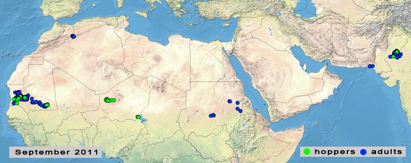 3 octobre. Reproduction estivale limitée pas les faibles précipitations dans le nord du Sahel en Afrique