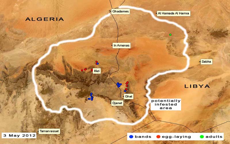 3 May. Hopper bands continue to form in Algeria and Libya; swarm formation imminent