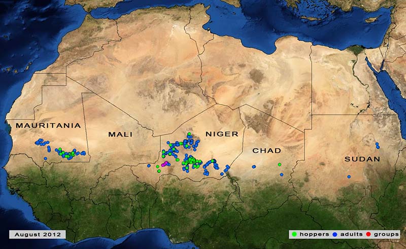 3 septembre. Une deuxième génération de reproduction commencera probablement sous peu au Niger et au Mali