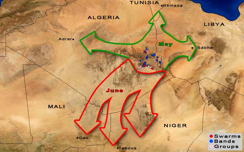 1 juin. ALERTE : les criquets commencent à arriver dans le nord du Sahel