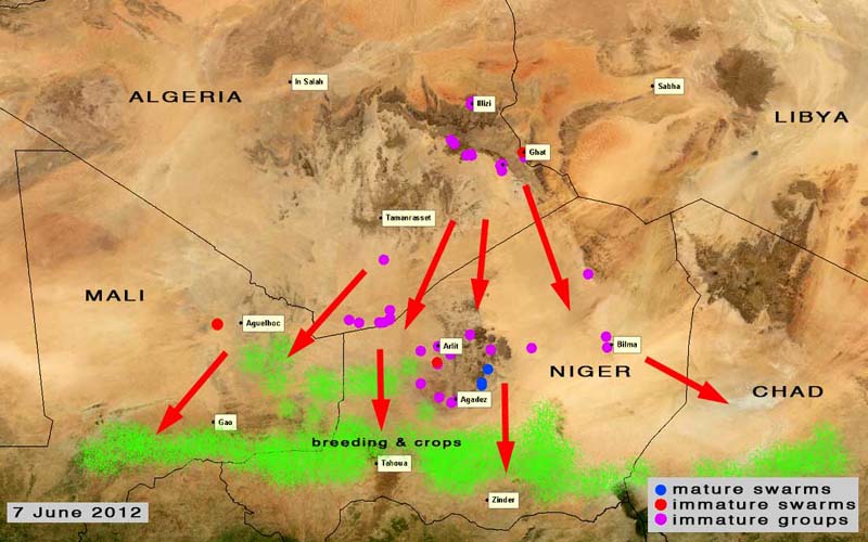 8 juin. Davantage de criquets arrivent au Niger et au Mali à partir de l’Algérie et la Libye