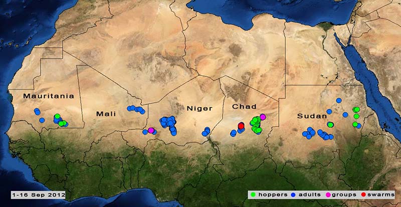 17 septembre. Deuxième génération de reproduction en cours au Mali, au Niger et au Tchad