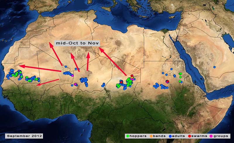 12 octobre. ALERTE: formation d’essaims de Criquet pèlerin au Sahel
