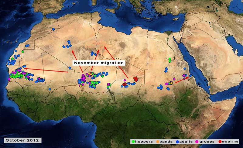 5 novembre. Risque de déplacement des criquets vers l’Afrique du nord-ouest et le nord-ouest de la Mauritanie