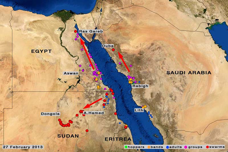27 February. Swarms move to northern Egypt and Sudan