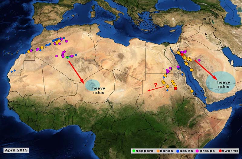 3 May. Small swarms expected to form shortly in Nile Valley (N Sudan)
