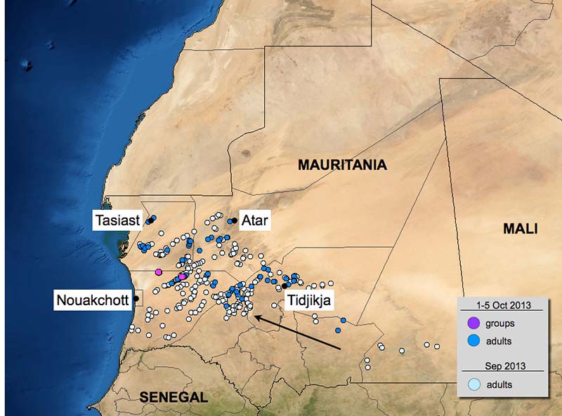 11 October. Swarms in Yemen; outbreak in Mauritania