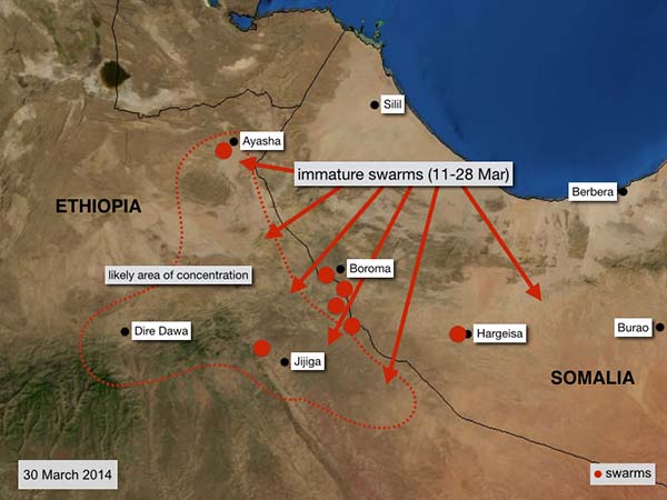 31 March. Swarms continue to fly over northwest Somalia