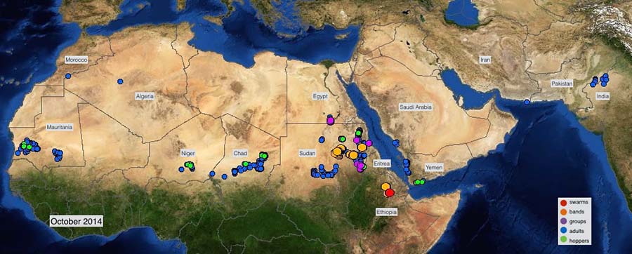 4 November. Desert Locust outbreak develops in Sudan and control efforts intensify