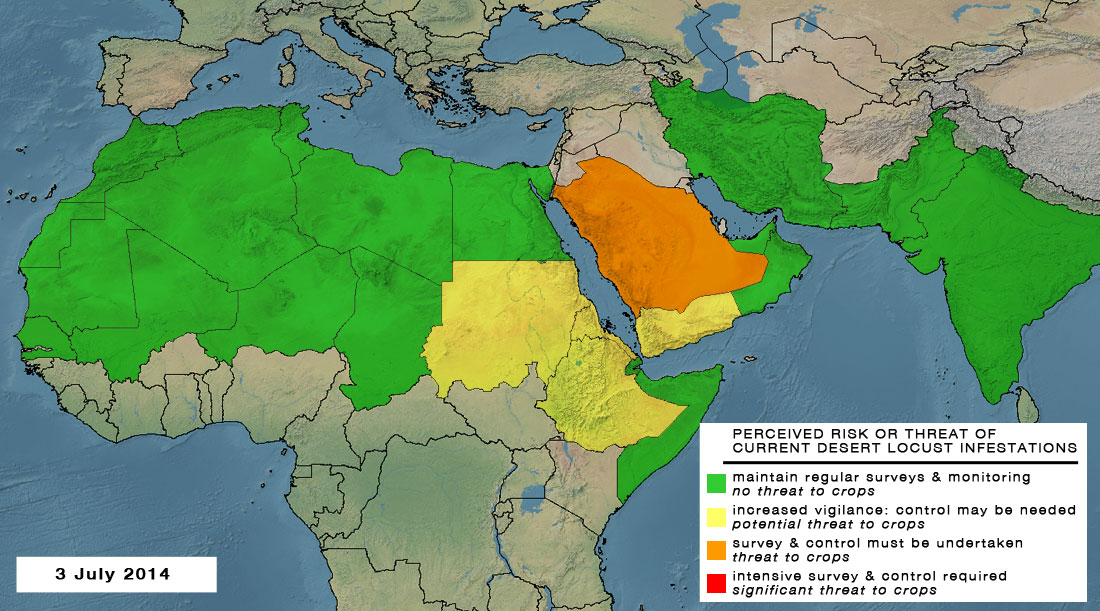 3 juillet. Persistance de la menace acridienne en Arabie saoudite
