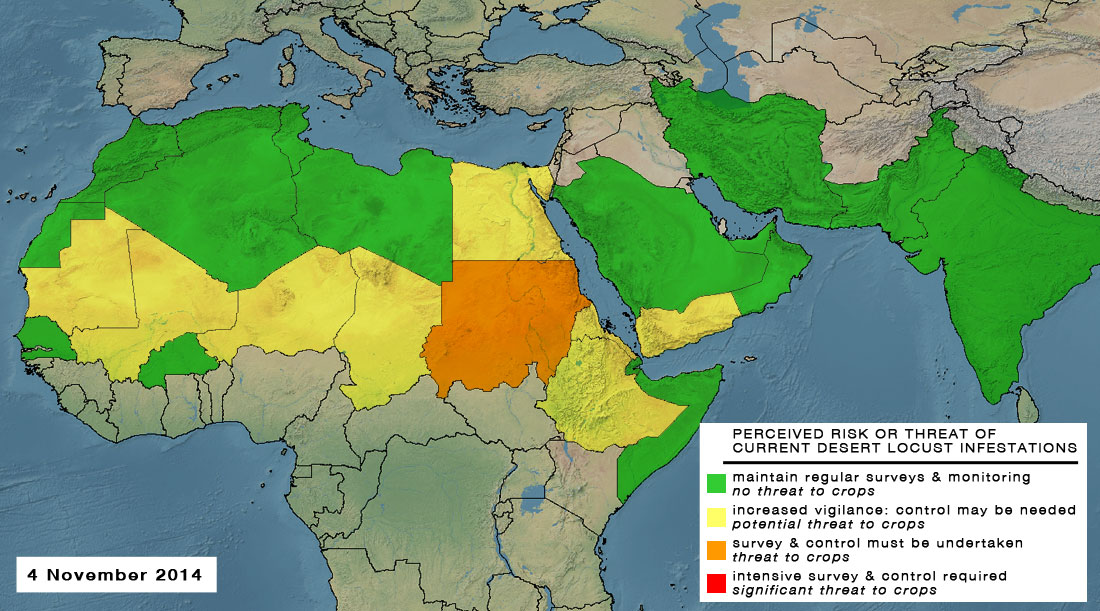 4 novembre. La résurgence du Criquet pèlerin augmente le risque au Soudan