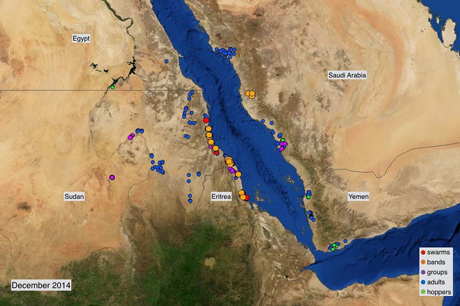 4 January. Desert Locust outbreaks continue in Sudan and Eritrea
