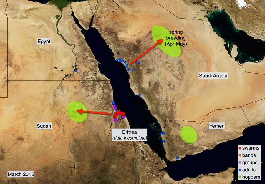 2 April. Desert Locust situation improving along Red Sea coasts