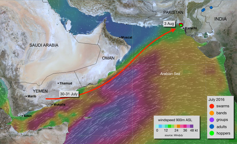 9 August. Mature swarm arrives on Pakistan coast from Yemen