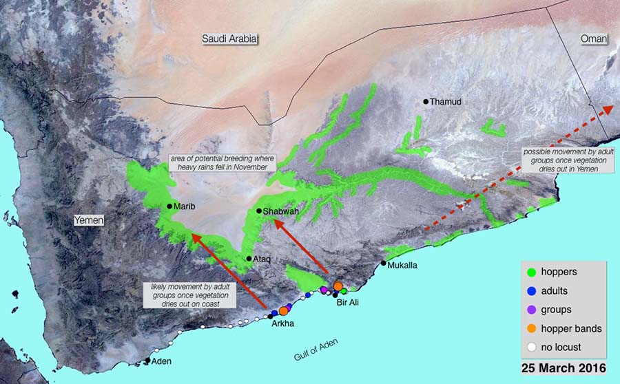 25 March. Hopper bands and adult groups forming on southern coast of Yemen