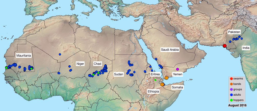 2 septembre. Formation de bandes larvaires en Éthiopie et dans le Nord de la Somalie à partir d’un essaim précédemment arrivé du Yémen