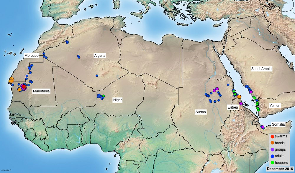 3 janvier. Diminution des infestations acridiennes en Mauritanie et des résurgences en Érythrée