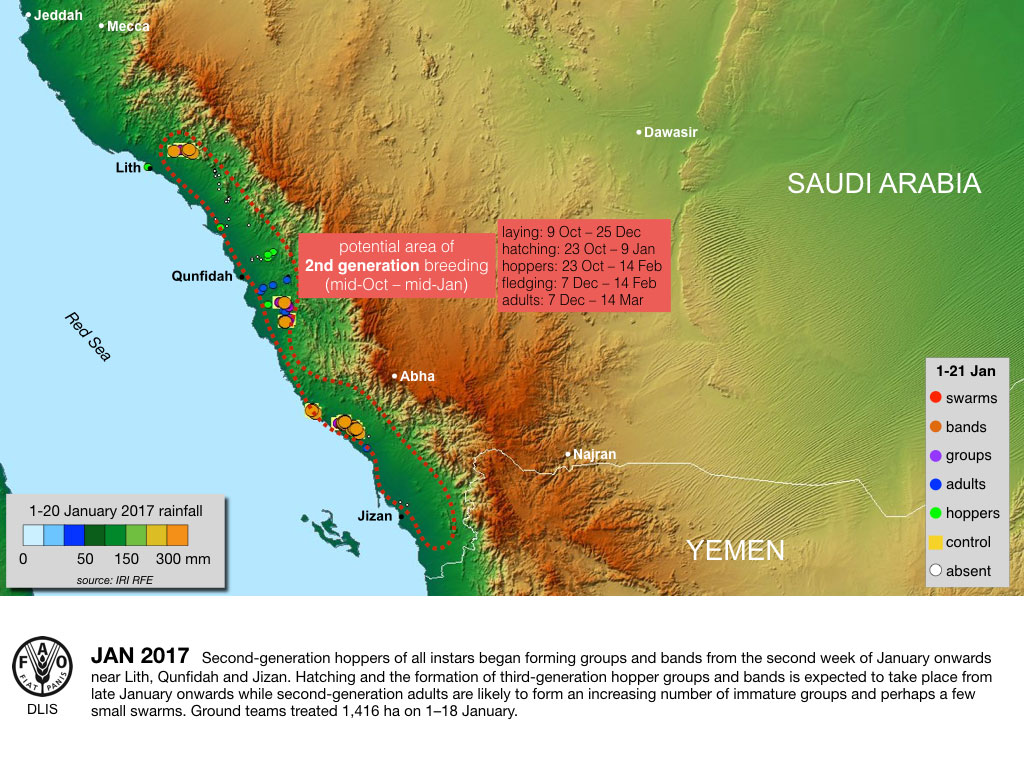 25 janvier. Résurgence du Criquet pèlerin en Arabie saoudite