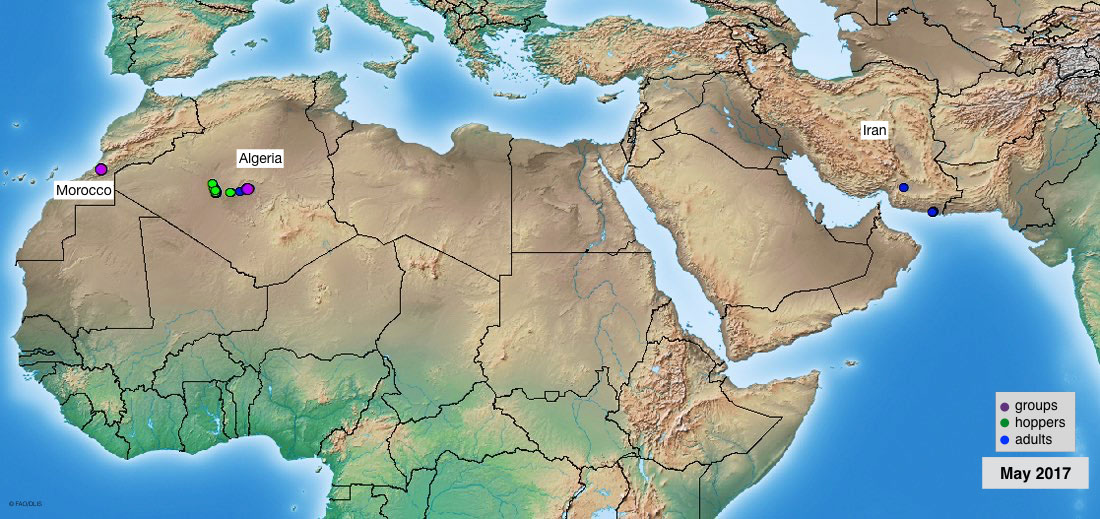 2 juin. Lutte préventive en Afrique du Nord-Ouest et pluies précoces dans les zones de reproduction estivale