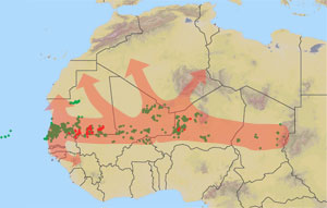 28 septembre. Les essaims commencent à se déplacer dans le nord-ouest de la Mauritanie.