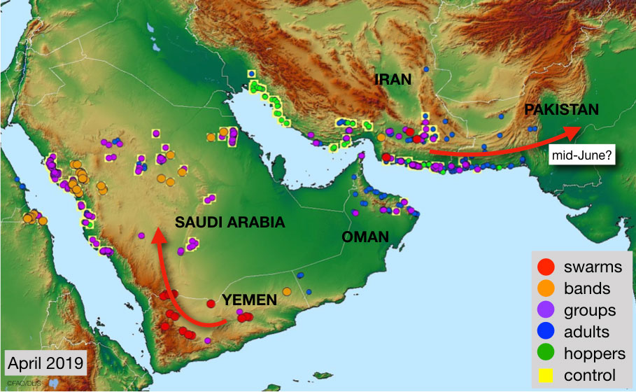 3 May. Locust infestations increase in spring breeding areas of Iran and Arabia