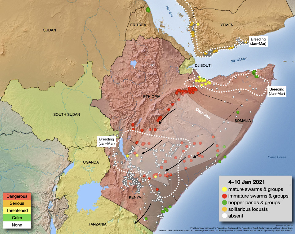 11 janvier. Des essaims continuent à envahir le Kenya