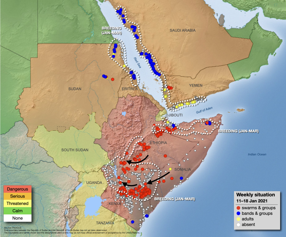 18 janvier. Des essaims continuent à envahir le Kenya