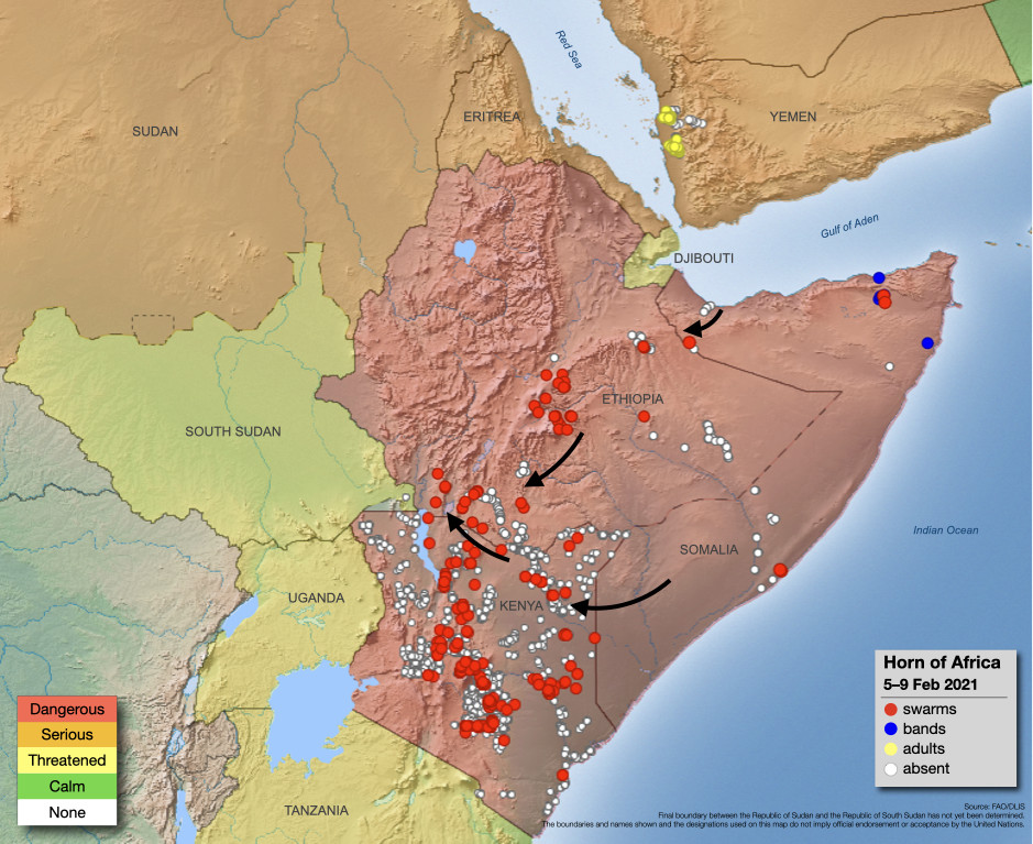 9 février. Des essaims persistent au Kenya et en Éthiopie