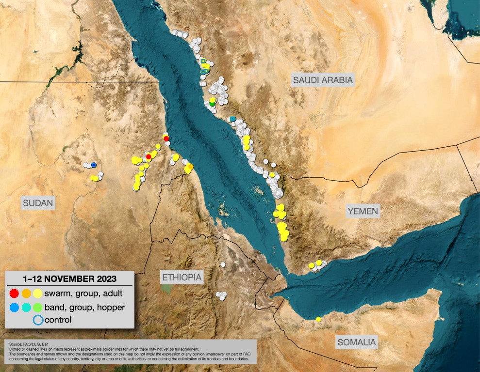 13 November 2023. Winter breeding started in the Red Sea and Gulf of Aden